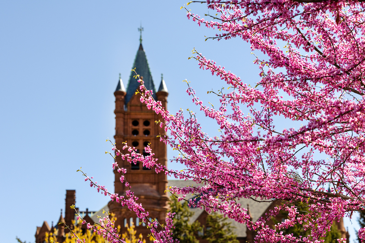 Close-up of blooming pink flowers on tree branches, with a historic brick building featuring a tall, pointed tower in the background under a clear blue sky.