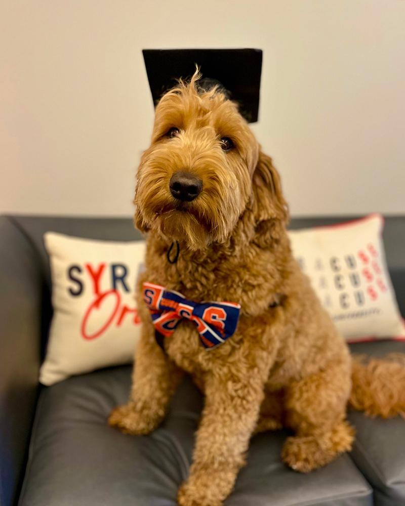 a dog sits on a sofa wearing a blue and orange bow tie and a black mortarboard. There is a decorative pillow behind the dog that says Syracuse Orange.