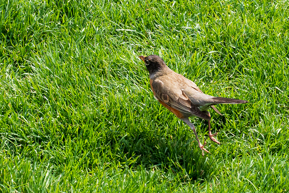 A bird with brown and gray feathers, a reddish-orange breast, and dark wings standing on a lush green grassy field.