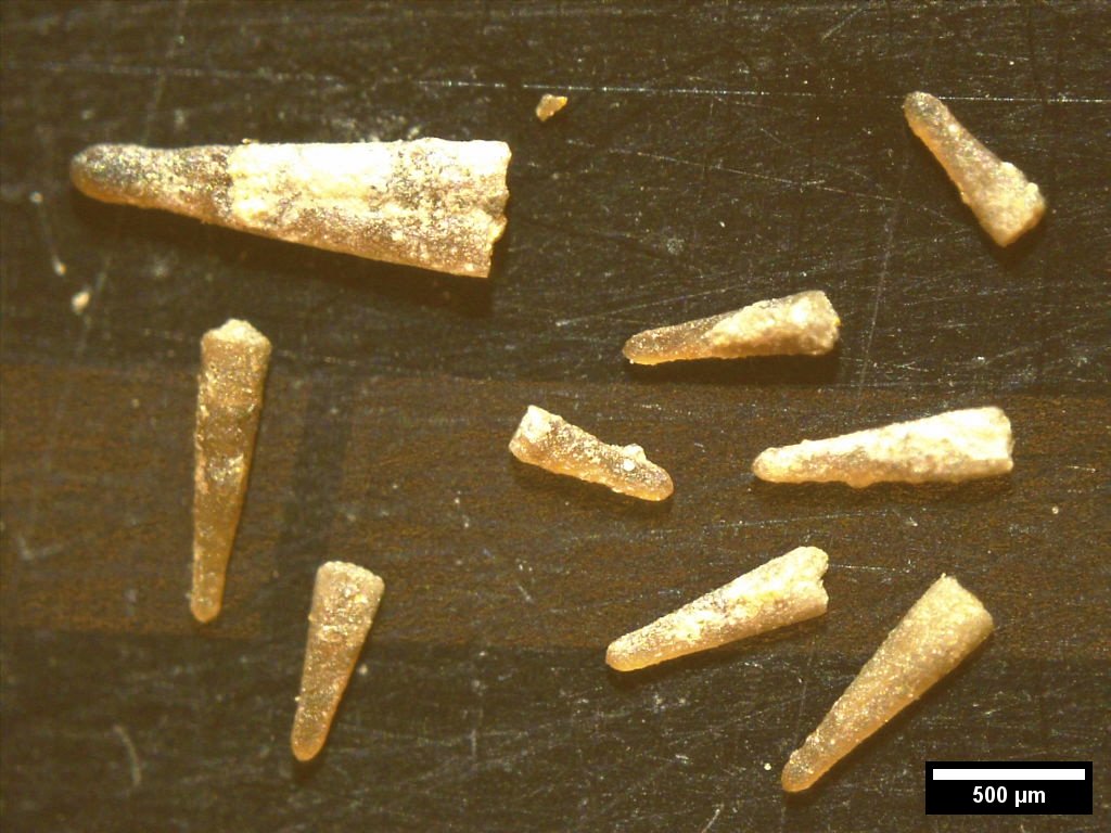 fossils