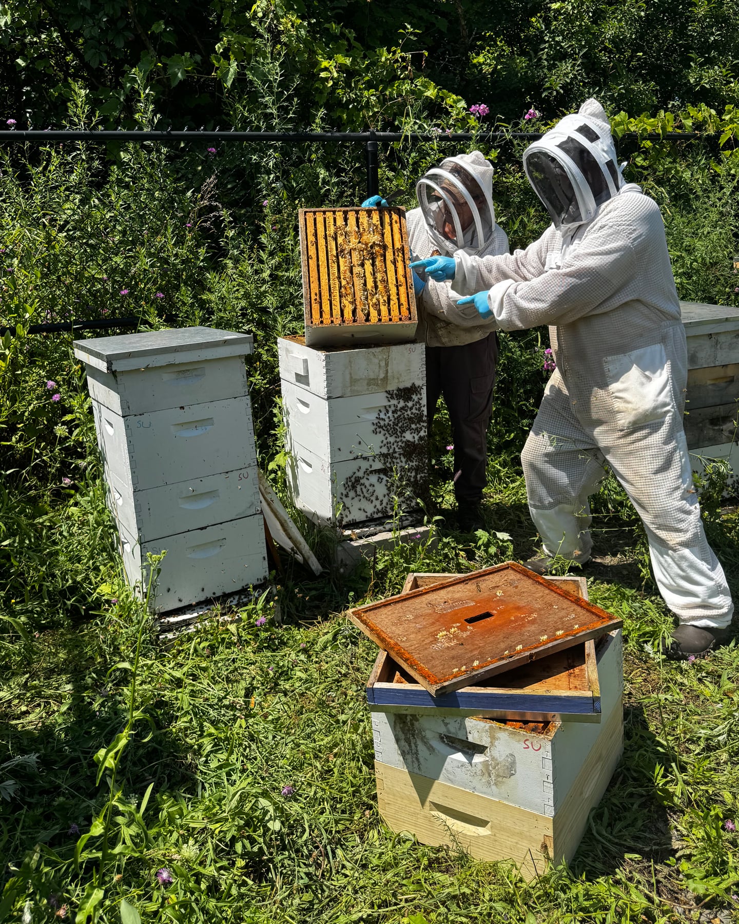 Two beekeepers in white protective suits and veiled helmets inspect a honeycomb frame from an open beehive, with several white wooden hive boxes visible in a lush garden setting with purple wildflowers and green foliage in the background.