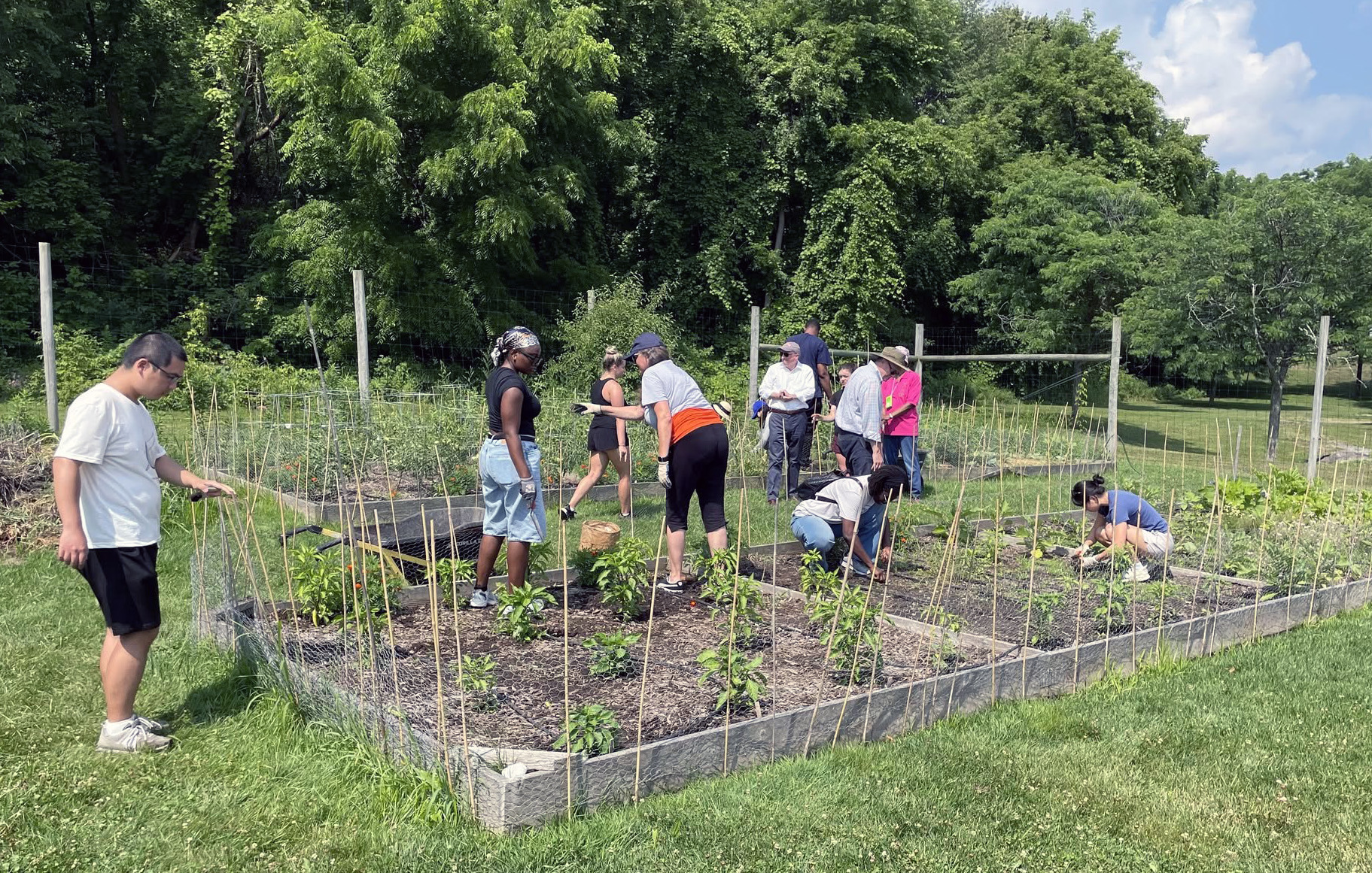 People tending plants in a fenced community garden surrounded by lush greenery.