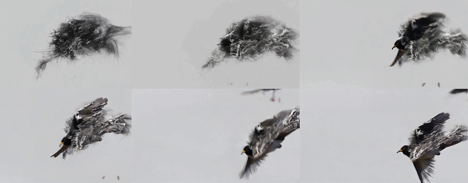 Six small birds in flight against a white snowy background, captured in various poses showing their wings spread and feathers ruffled, creating a dynamic sequence of movement through the winter scene.