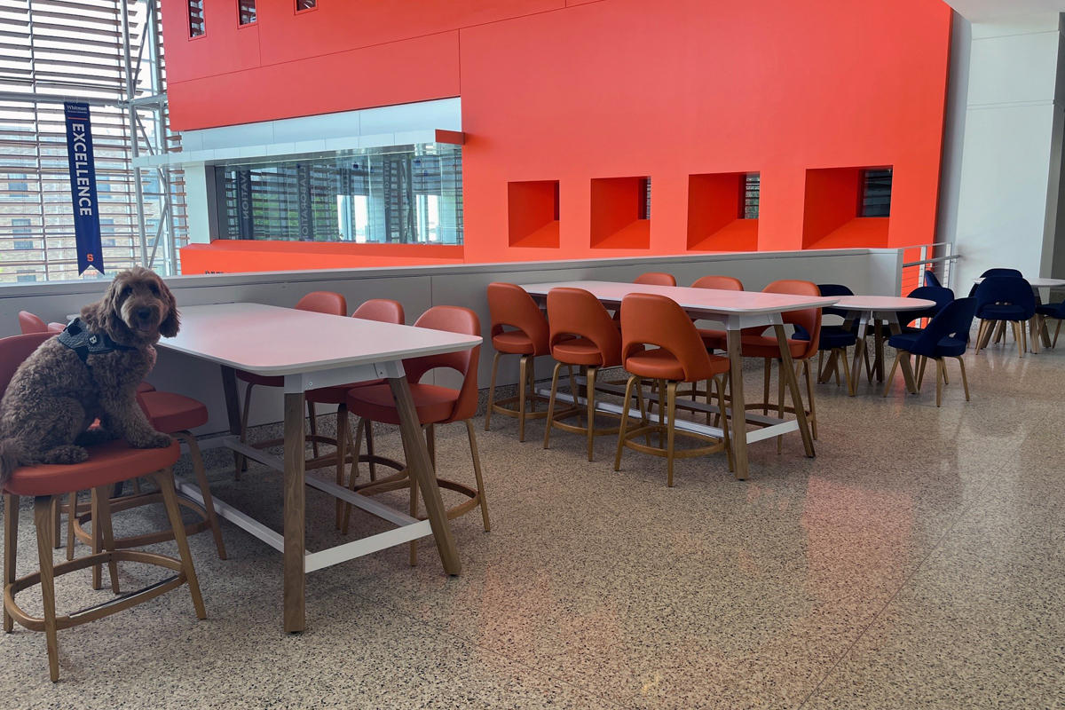 Modern cafeteria or break room with white tables, orange and navy chairs, bright red accent wall with rectangular cutouts, and a small dog sitting on one of the chairs.