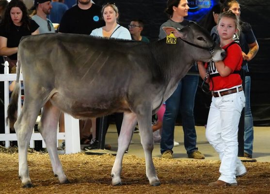 Young girl in red shirt and white pants showing a brown swiss cow.