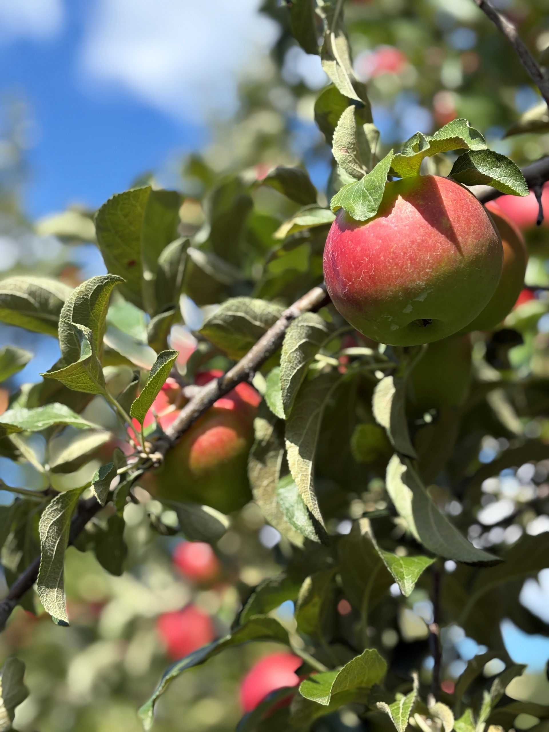Apples are ready to be picked from an apple orchard.