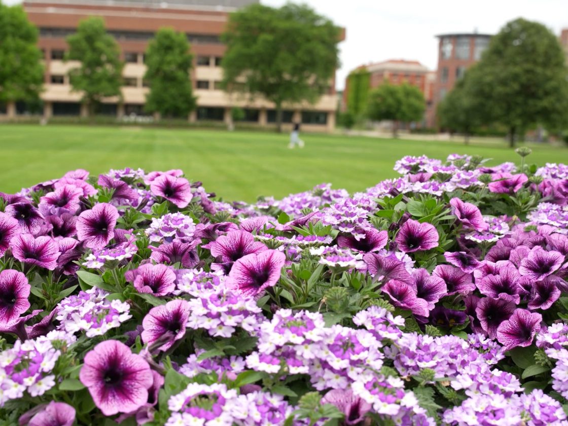 Chief Facilities Officer Pete Sala Shares What It Takes to Keep Campus Beautiful