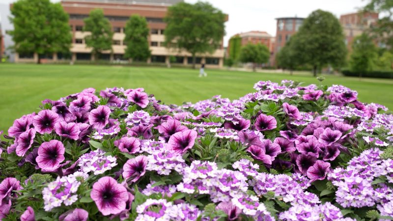 Chief Facilities Officer Pete Sala Shares What It Takes to Keep Campus Beautiful