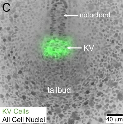 A microscopic view of Kupffer’s vesicle (KV), a tiny, fluid-filled, balloon-shaped structure in zebrafish embryos that plays a crucial role in establishing body symmetry and guiding the placement of internal organs.