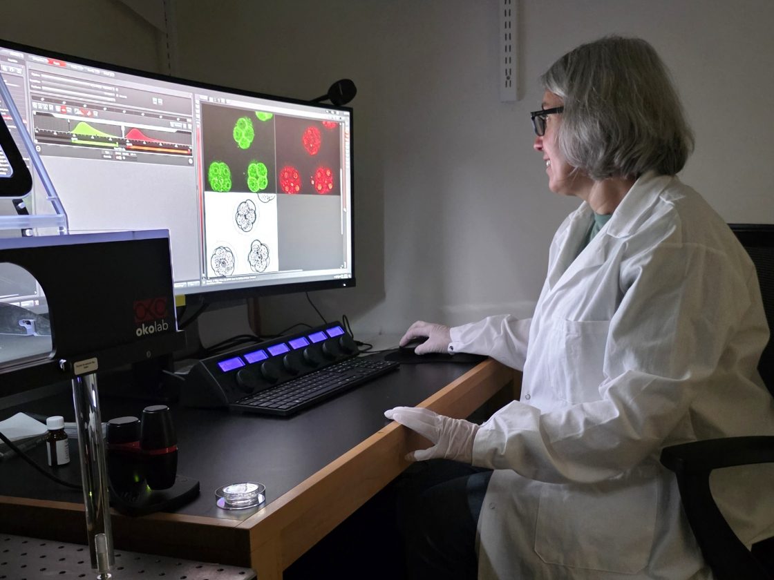 Study Examines How Egg Cell Errors Impact Fertility, Genetic Issues 