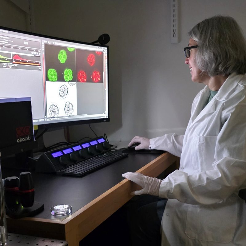 Study Examines How Egg Cell Errors Impact Fertility, Genetic Issues