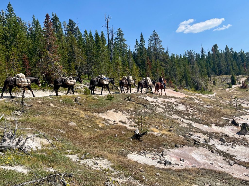 Pack mules carry equipment and supplies to aid in research