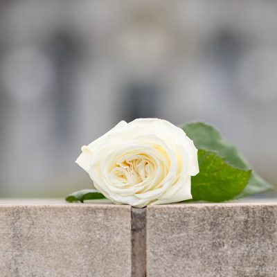 A picture of a white rose on the Wall of Remembrance.