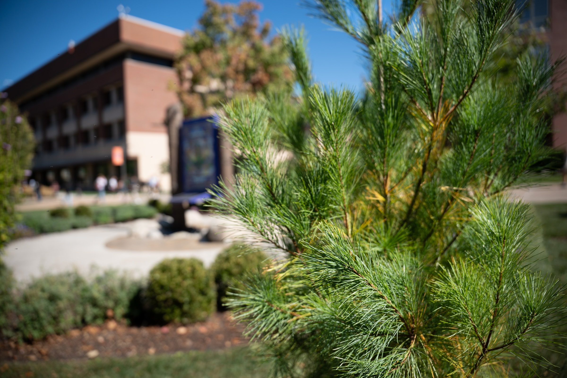 Close-up of evergreen branches with university building and Indigenous artwork panel in background