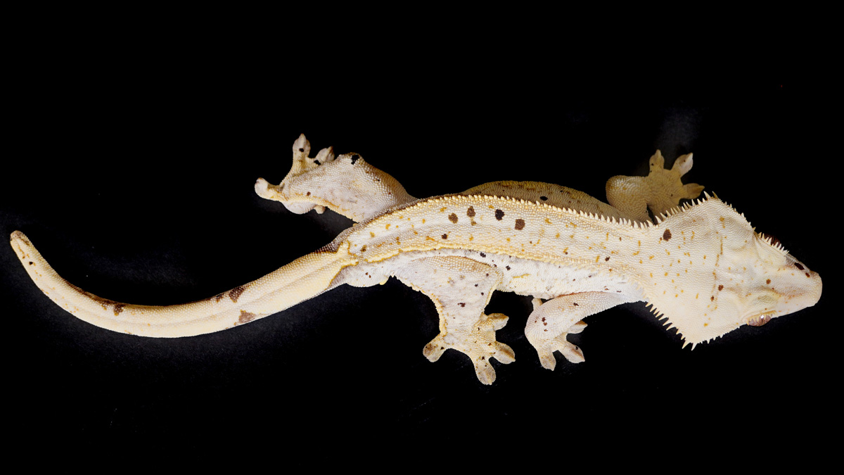Top view of a pale crested gecko with a long tail and spotted skin, positioned against a solid black background.