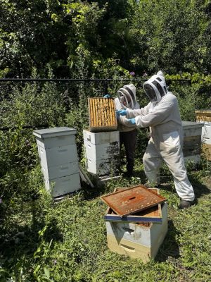 CopilotTwo people in protective beekeeping suits inspect a honeycomb frame near several white beehive boxes in a grassy, wooded area.