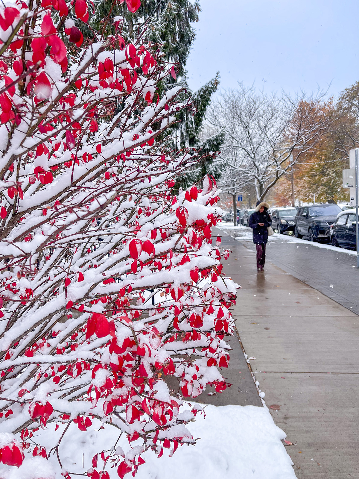 Snow-covered branches with bright red leaves lining a sidewalk on a winter day, with parked cars and a person walking in the background