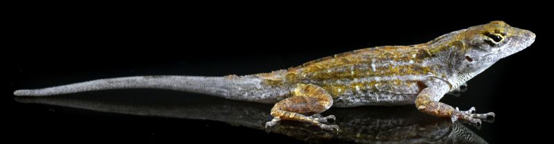 Side view of an anole lizard with gray, white, and yellow-green patterning standing on a reflective black surface that mirrors its image.