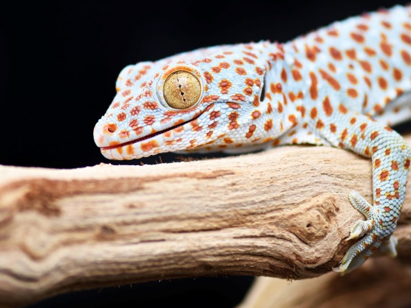 Close-up of a white gecko with orange spots and a distinctive golden eye with vertical pupil, resting on a piece of driftwood against a black background.
