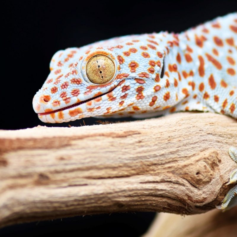 See How They Run: Observing Lizards Helps Researchers Aim for Innovation