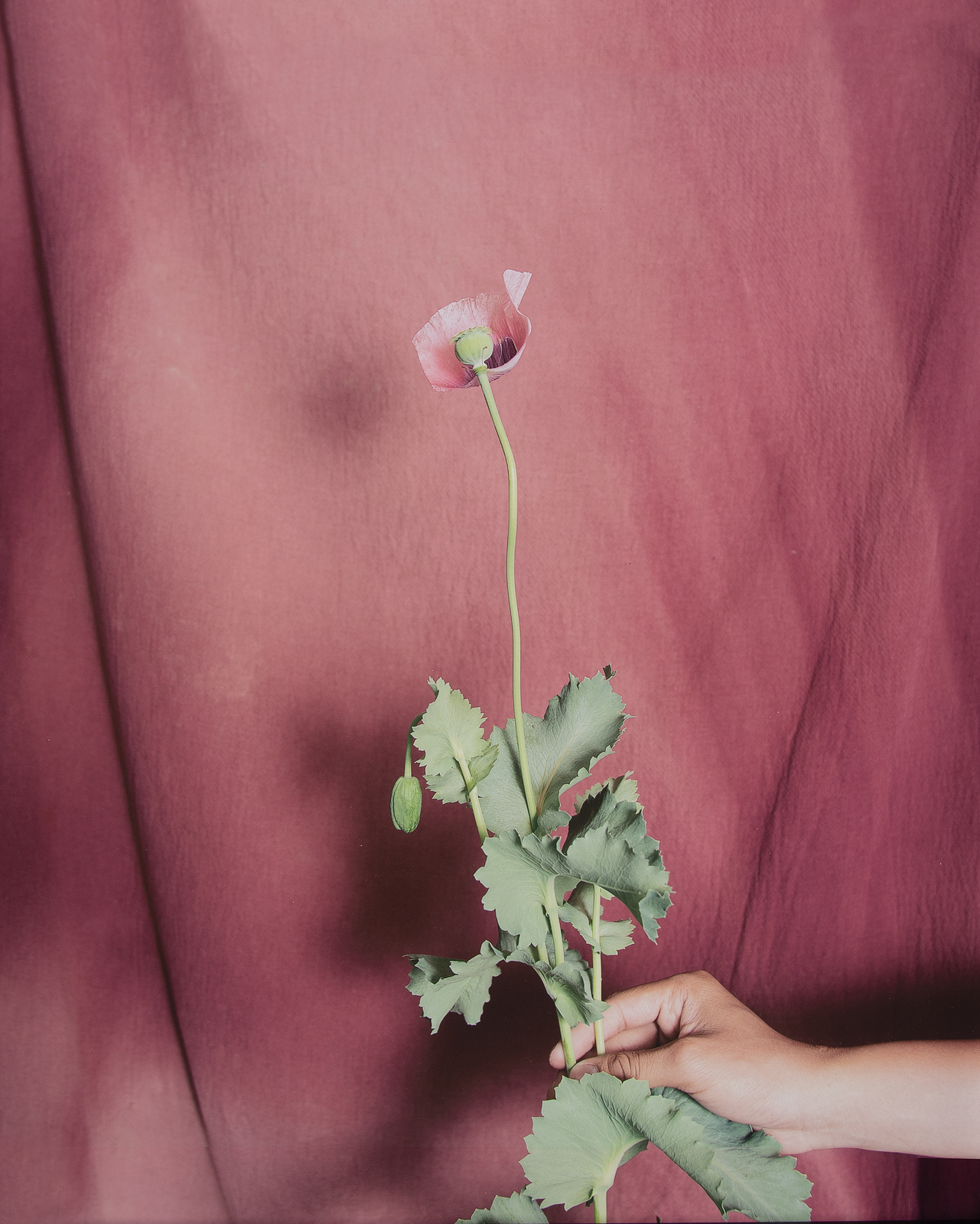 Pink poppy flower with green leaves held against draped pink fabric background.