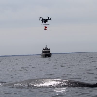 Drone carrying equipment hovers above a whale near a research boat on open water.