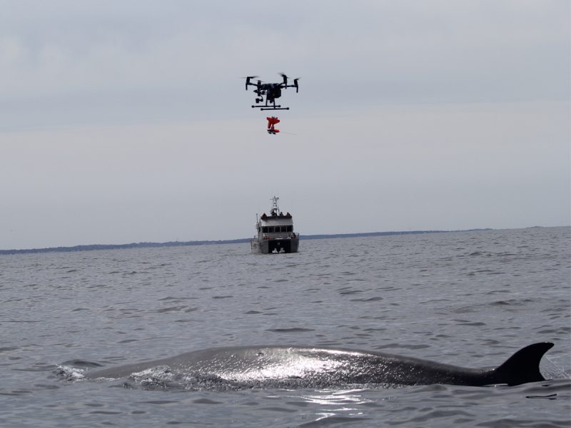 Drone carrying equipment hovers above a whale near a research boat on open water.