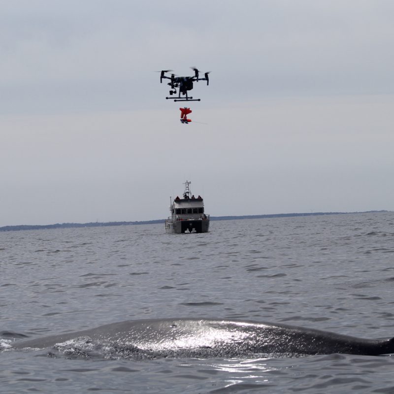 Keeping Endangered Whales Safe By Predicting Their Movements