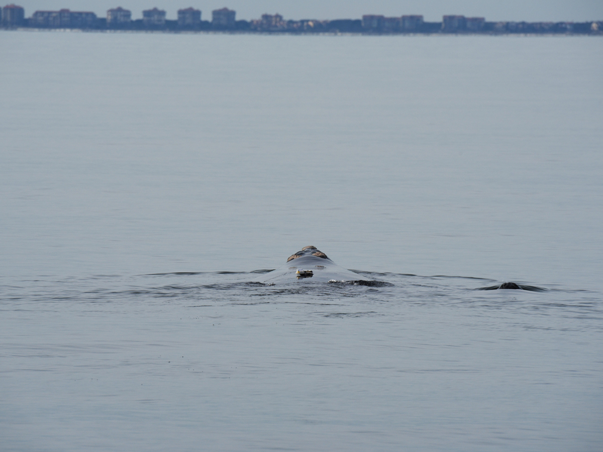 Humpback whale surfacing in calm water with urban skyline visible in the distance.