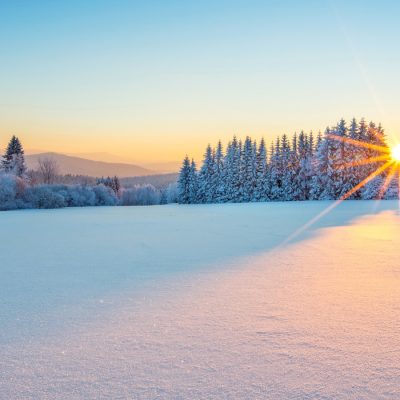 Snow-covered field with frost-coated trees under a clear blue sky at sunrise, with the sun casting a warm golden glow across the snow.