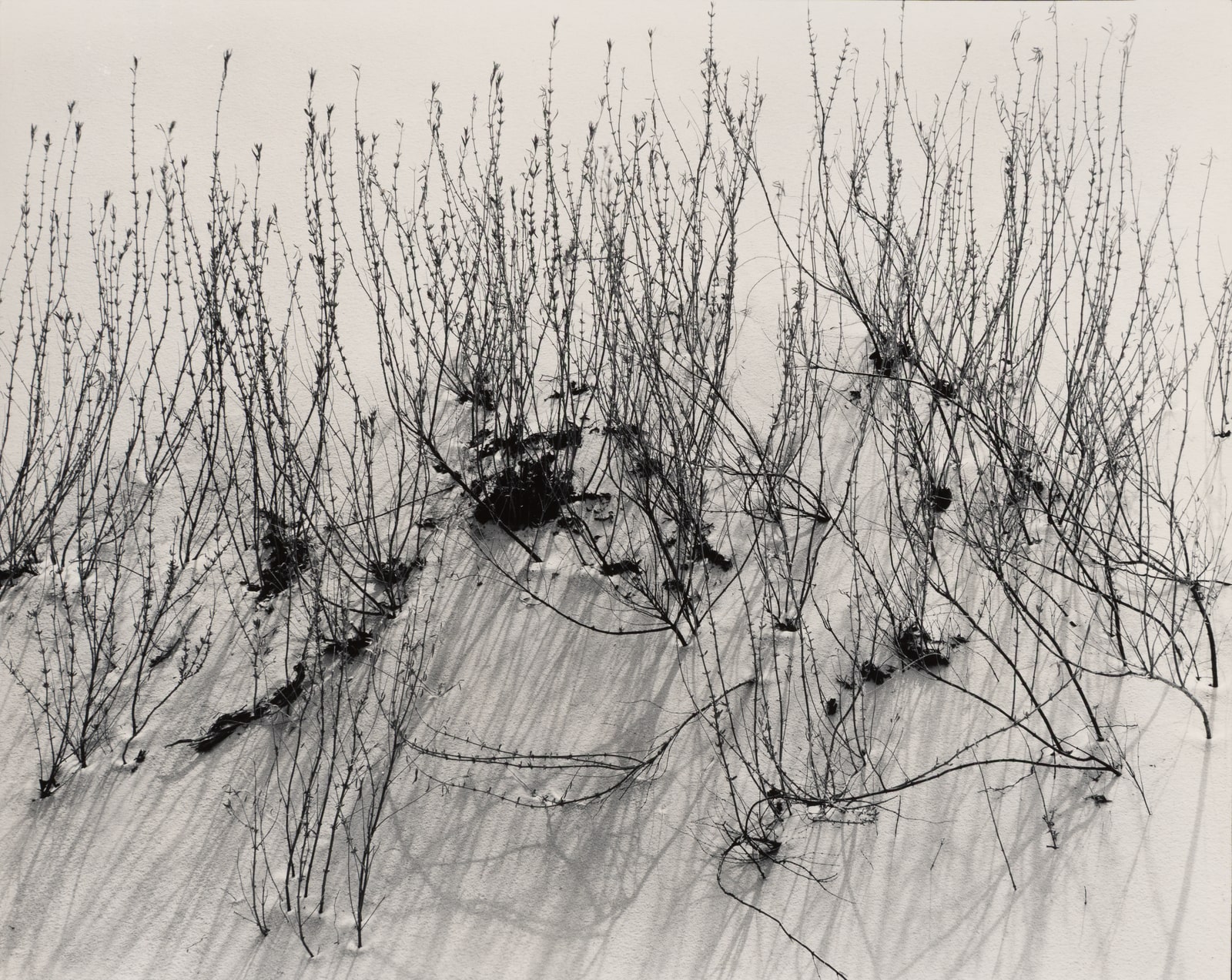 Black and white photograph of desert scrub brush and their shadows on windswept sand dunes.