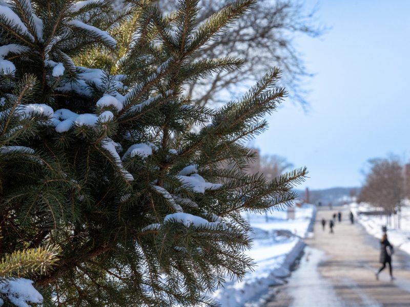 Snow-covered evergreen tree with paved walkway with pedestrians shown in the background