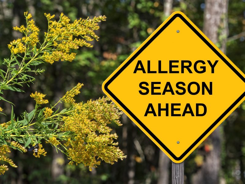 Caution Sign that says Allergy Season Ahead. To the left is a plant with lots of pollen in view