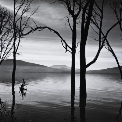 Black-and-white photograph of bare trees rising from a flooded lake, with rolling hills and a cloudy sky in the background