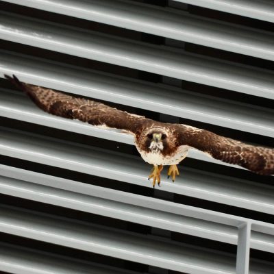 A red-tailed hawk in mid-flight, wings fully spread, soaring directly toward the camera against a backdrop of white horizontal metal louvers or ventilation slats on a building exterior. The bird's brown-and-white patterned plumage, yellow hooked beak, and bright yellow talons are clearly visible in sharp detail.