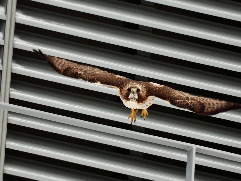 Soaring Into Another Nesting Season
