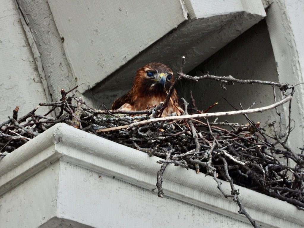 A red-tailed hawk sits in a large nest made of twigs and branches, built on the ledge of a white painted building. The hawk faces the camera directly, displaying its brown and rust-colored plumage, yellow beak, and piercing blue eyes. The nest is wedged into a corner where the building's architectural molding meets a recessed window or alcove.