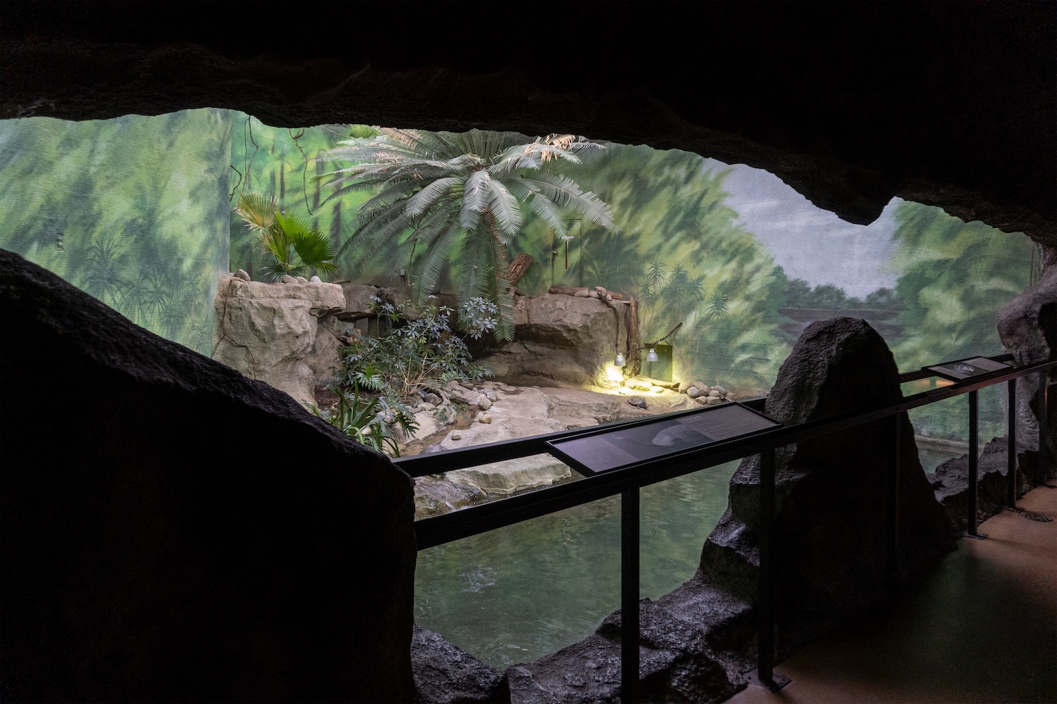 View from inside a cave overlooking a lush, tropical enclosure with rocks, palm-like plants, and a shallow pool.