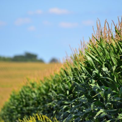 Rows of tall green corn plants grow in a sunlit field under a clear blue sky.