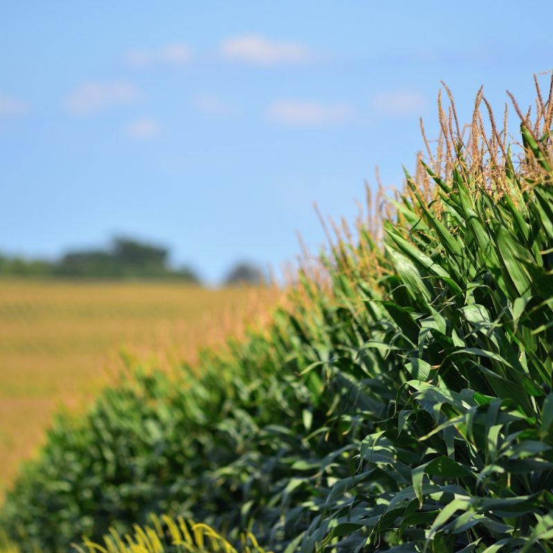 Researcher Examines Agriculture’s Role in Regional Climate Extremes