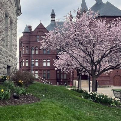 Pink cherry blossom tree and yellow daffodils in bloom along a walkway near Crouse College on the Syracuse University campus.