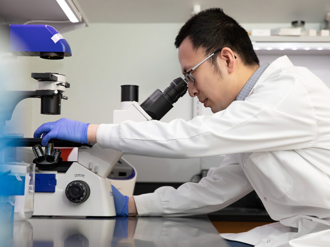 Growing Replica Hearts Helps Improve Drug Testing