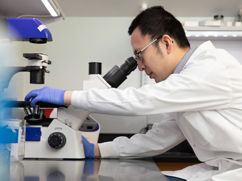 Growing Replica Hearts Helps Improve Drug Testing