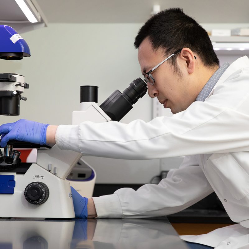 Growing Replica Hearts Helps Improve Drug Testing