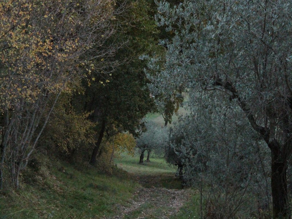 A narrow dirt path winding through an olive grove and autumn trees near Assisi, Italy, in dim, overcast light.