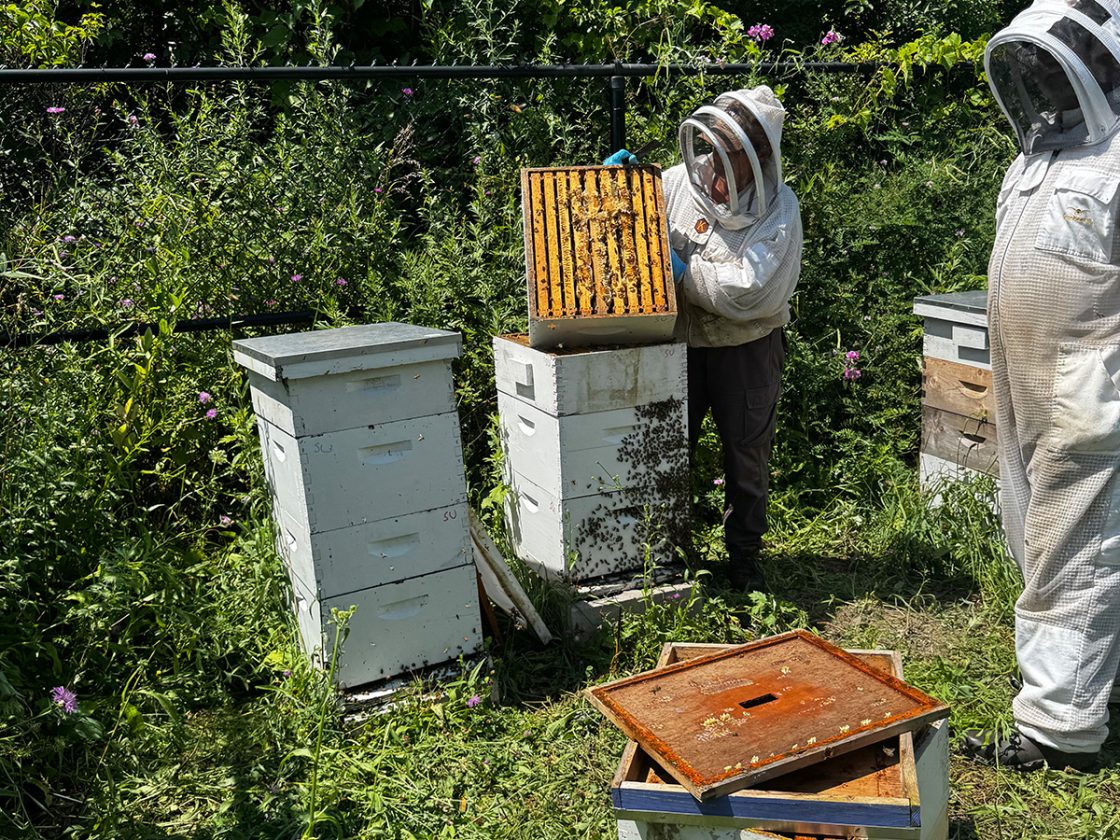 After a Harsh Winter, South Campus Bees Are Buzzing Again