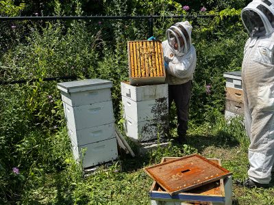After a Harsh Winter, South Campus Bees Are Buzzing Again