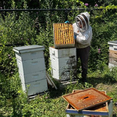 Two beekeepers in protective suits inspect a honey-filled frame at Syracuse University's South Campus hive area.