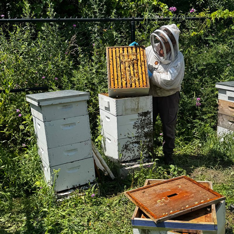 After a Harsh Winter, South Campus Bees Are Buzzing Again