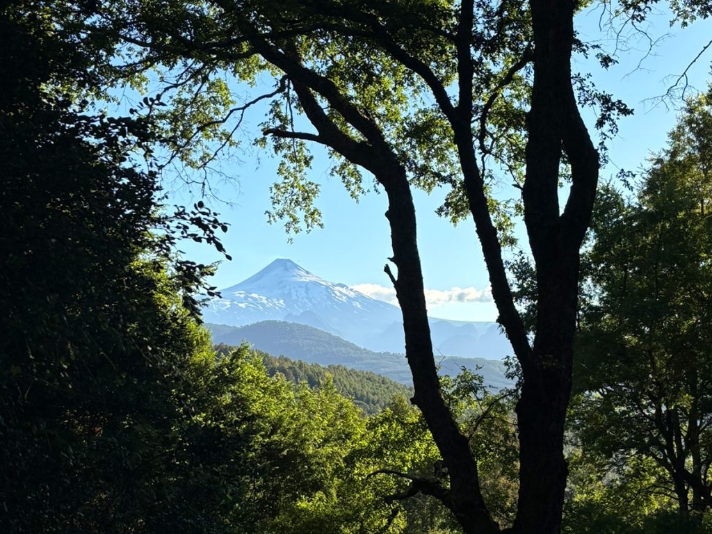A snow-capped volcanic peak rises in the distance, framed by the silhouetted trunks and leafy branches of foreground trees. Rolling forested hills lead to the symmetrical cone under a clear blue sky.